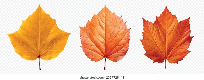 Autumn leaf vector set isolated on white