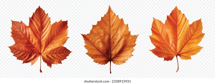 Autumn leaf vector set isolated on white