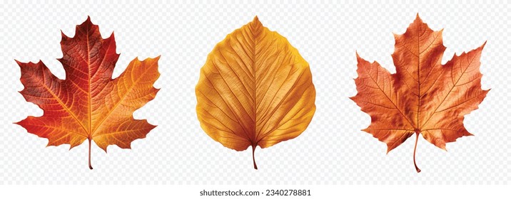 Autumn leaf vector set isolated on white