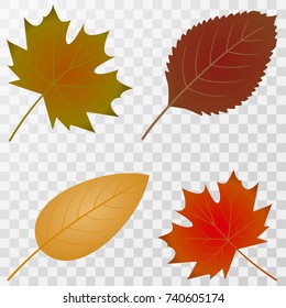 Autumn leaf. Vector set on transparent background