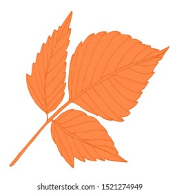 Autumn leaf yellow isolated vector for design and decoration