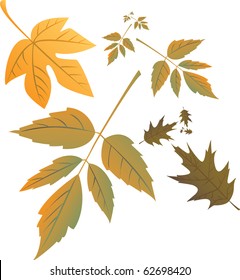 autumn leafs illustration