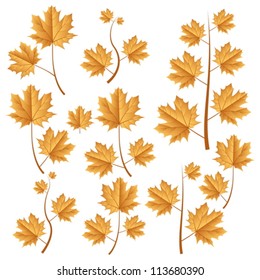 Autumn leafs set on a white background.