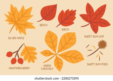 Autumn leafs set in warm tone illustration for card design, poster design or printing.