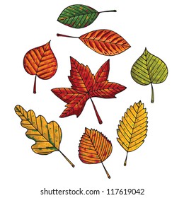 Autumn leafs vector set on white