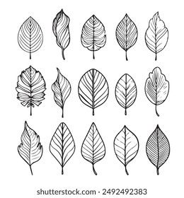 autumn leave hand drawing Vector illustration