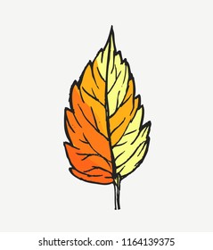 Autumn Leave isolated on white background. Hand drawn vector illustration