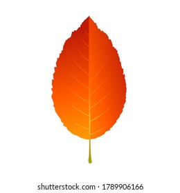 Autumn leave or Orange leaf isolated on white background.Autumn and fall season concept.Vector illustration eps 10