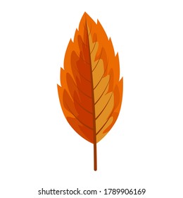 Autumn leave or Orange leaf isolated on white background.Autumn and fall season concept.Vector illustration eps 10