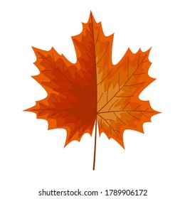 Autumn leave or Orange leaf isolated on white background.Autumn and fall season concept.Vector illustration eps 10