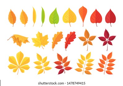 Autumn leave. Set of Botanical forest plants, yellow, red autumn leaf, fallen dry leaves isolated on white. Cartoon leaf collection in flat style. Vector illustration.