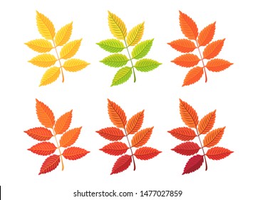 Autumn leave. Set of yellow red autumn leaf, fallen dry leaves isolated on white. Botanical forest plants in September or October the leaves on the trees. Cartoon leaf collection in flat style. Vector