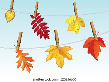 autumn leaves