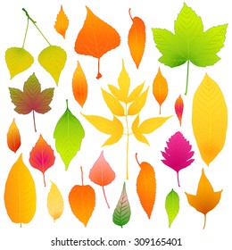 autumn leaves