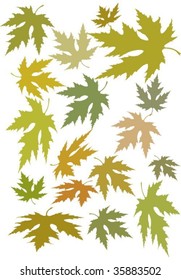  Autumn leaves
