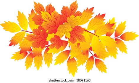 Autumn leaves