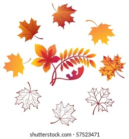 Autumn leaves