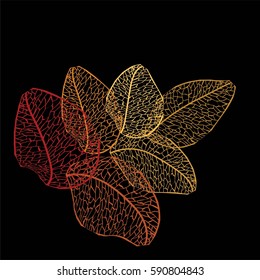 autumn leaves
