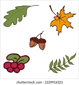 Autumn leaves, acorns, berries. Icons, stickers. Isolated Vector Illustration. Elements for coloring, printing, design illustrations in the style of outline