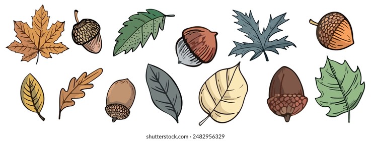 Autumn leaves and acorns. A bright set of autumn elements for your designs.