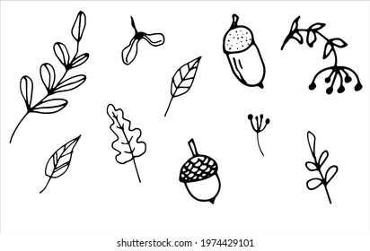 Autumn leaves and acorns collection, autumn set, simple lines, hand illustration, doodle autumn leaves, oak tree acorns, leaves monochrome