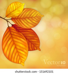 Autumn leaves background.