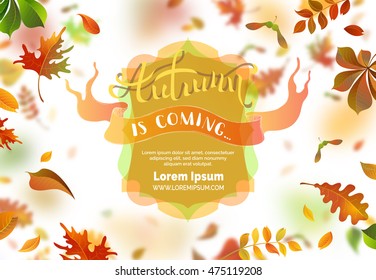 Autumn leaves background. A lot of falling leaves on white background. Badge and ribbon. Blurred background. Oak, rowan, maple, chestnut and aspen leaves. Vector illustration.