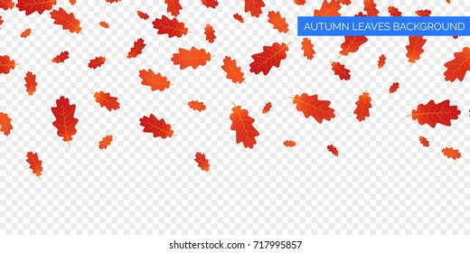 Autumn leaves background .Autumn falling leaves on transparent background. Vector autumnal foliage fall of oak leaves