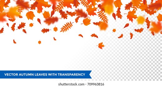 Autumn leaves background on transparent backdrop. Vector red orange autumnal pattern of foliage fall of maple, rowan or chestnut and poplar leaf flying in wind motion blur. 