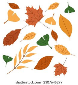 Autumn Leaves Background on White. Perfect for Seasonal Designs and Autumn-themed Projects.