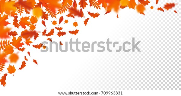 透明な背景に秋の葉 楓 薔薇 栗の葉のベクター赤いオレンジの紅葉柄 風になびくポプラの葉 のベクター画像素材 ロイヤリティフリー