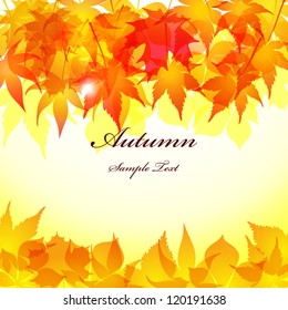 Autumn Leaves background / Vector autumn Leaves background / Realistic autumn maple Leaves background.
