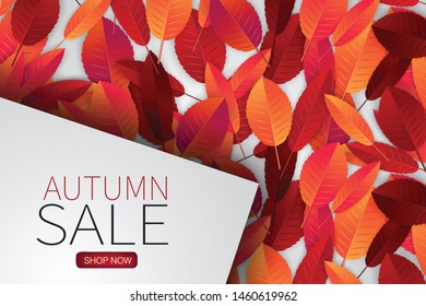 Autumn leaves background wallpaper. Fall season concept with a banner for text over it. Sale design template. Realistic vector illustration.