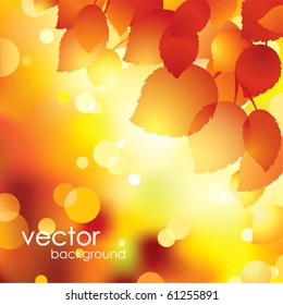 Autumn leaves background.Vector.