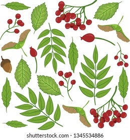 Autumn Leaves, berries, accorns, linden seeds, wild rose, rowan Vector isolated, white background