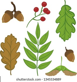 Autumn Leaves, berries, accorns, linden seeds, wild rose, rowan Vector isolated, white background