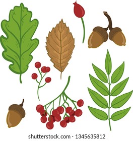 Autumn Leaves, berries, accorns, linden seeds, wild rose, rowan Vector isolated, white background