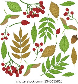 Autumn Leaves, berries, accorns, linden seeds, wild rose, rowan Vector isolated, white background