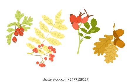 Autumn leaves and berries in colorful hand drawn flat style. Simple botanical stickers. Vector clipart of doodle drawings isolated on white background