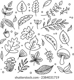 Autumn leaves and berries doodle set. Hello Autumn elements: leaves, herbs, chestnut, acorn in sketch style. Hand drawn vector illustration isolated on white background