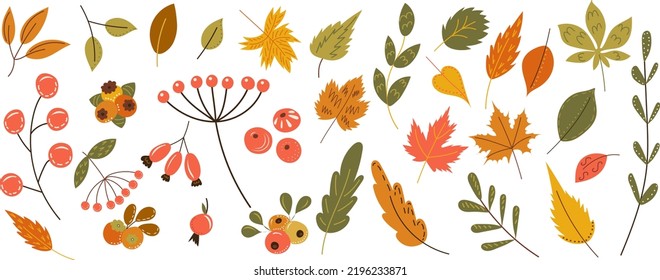 autumn leaves, berries in doodle style vector