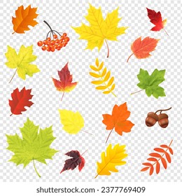 Autumn Leaves Big Set Isolated 