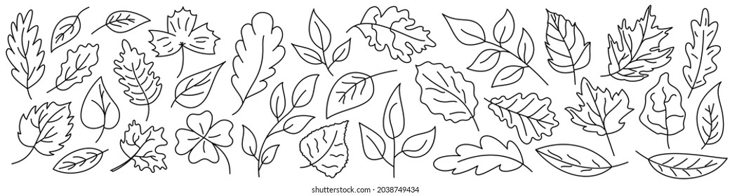 Autumn leaves. Black leaves isolated. Set of linear autumn leaves. Vector illustration.