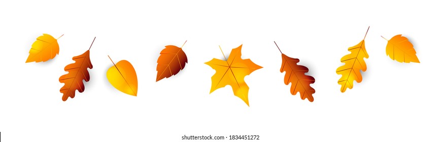 Autumn leaves border. Collection of autumn leaves: oak, maple, hawthorn, aspen. Set of yellow, orange and red leaf, isolated on white background. Herbarium, botany. Fall maple leaves for decoration.