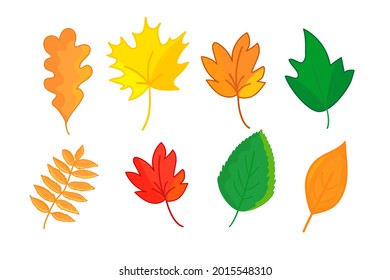 Autumn leaves in cartoon style isolated on white background. Maple, oak, rowan and so on leaf set. Vector illustration.