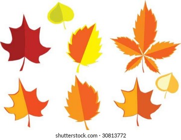 autumn leaves collection
