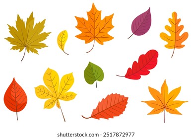 Autumn leaves collection in bright colors: yellow, red, orange, and green. Vector illustration. Isolated on white background