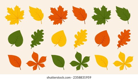 Colección de hojas de otoño. El follaje colorido está aislado en un fondo blanco. Caer hojas. Hojas naranjas, arce, castaño y roble. Ilustración vectorial.