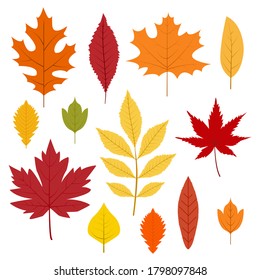 Autumn leaves collection. Colorful leafs in cartoon style. Isolated vector illustration on white background.