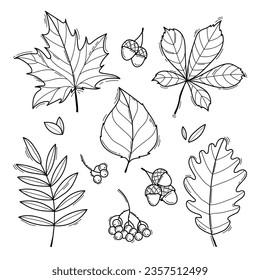 Autumn leaves collection. Hand drawn black and white line sketch isolated on white background. Vector illustration